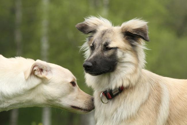 twee honden besnuffelen elkaar