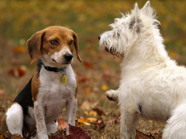 Twee honden ontmoeten elkaar