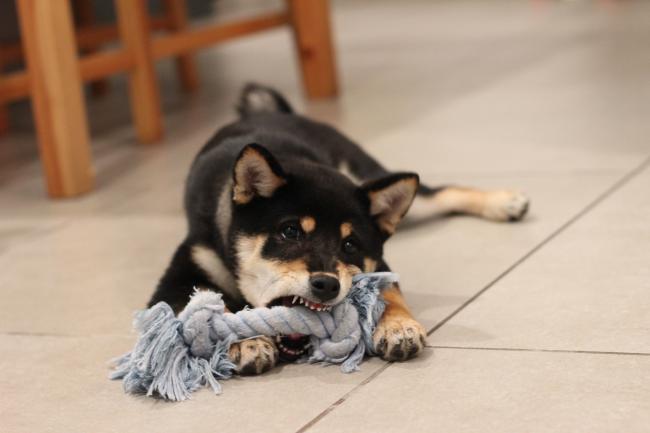 Dog with chew rope